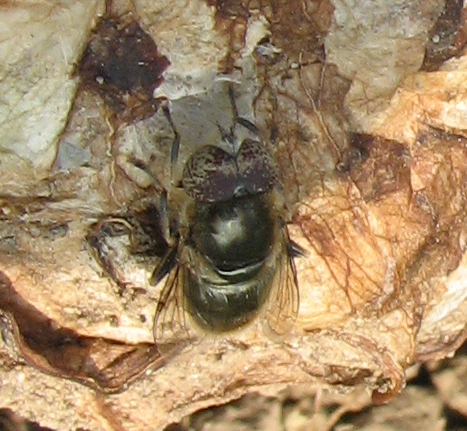 Eristalinus aeneus M ed Eristalinus sp. F (Syrphidae).